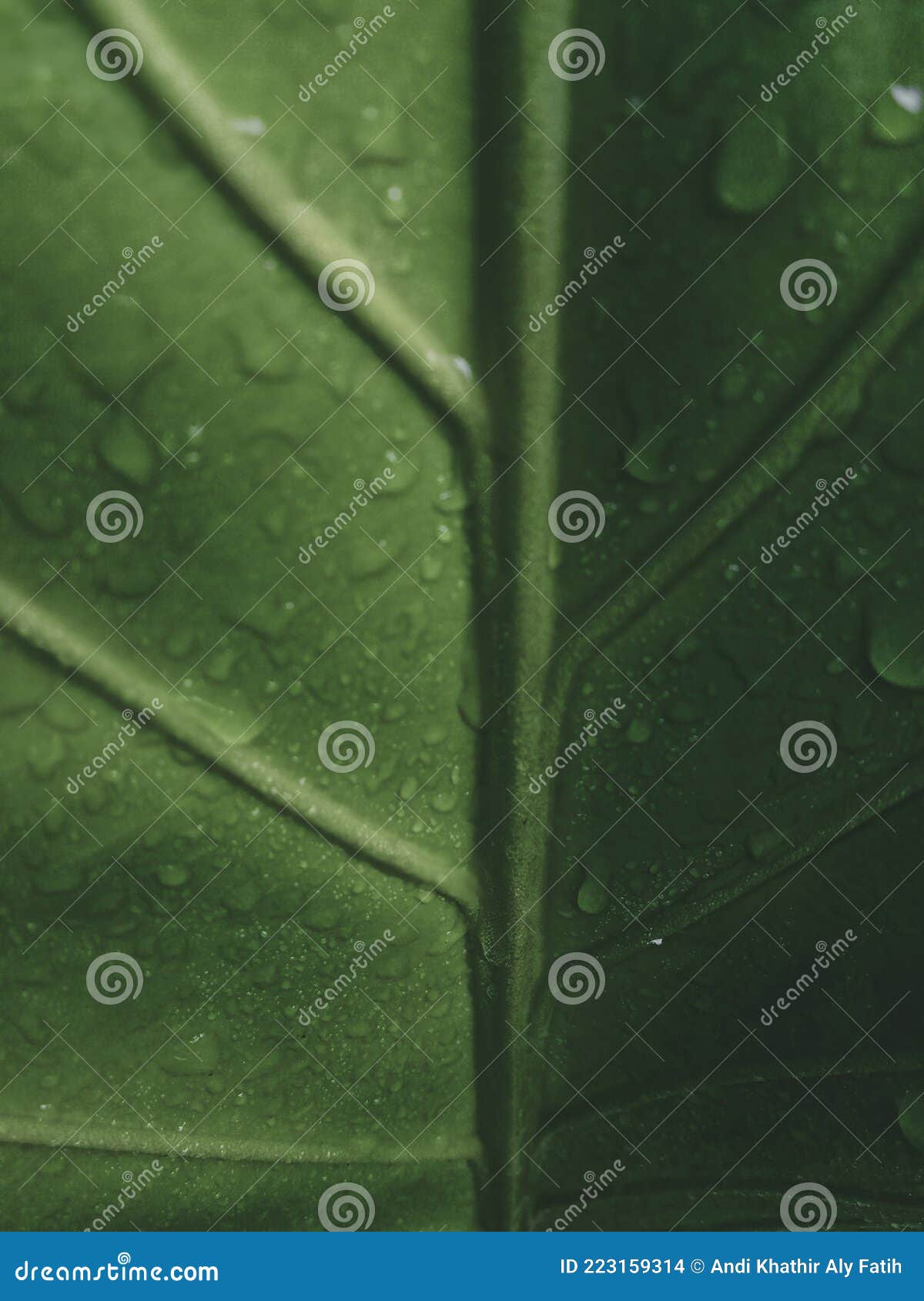Dark Clouds Bring Rain for Plants Stock Photo Image of bring, rain
