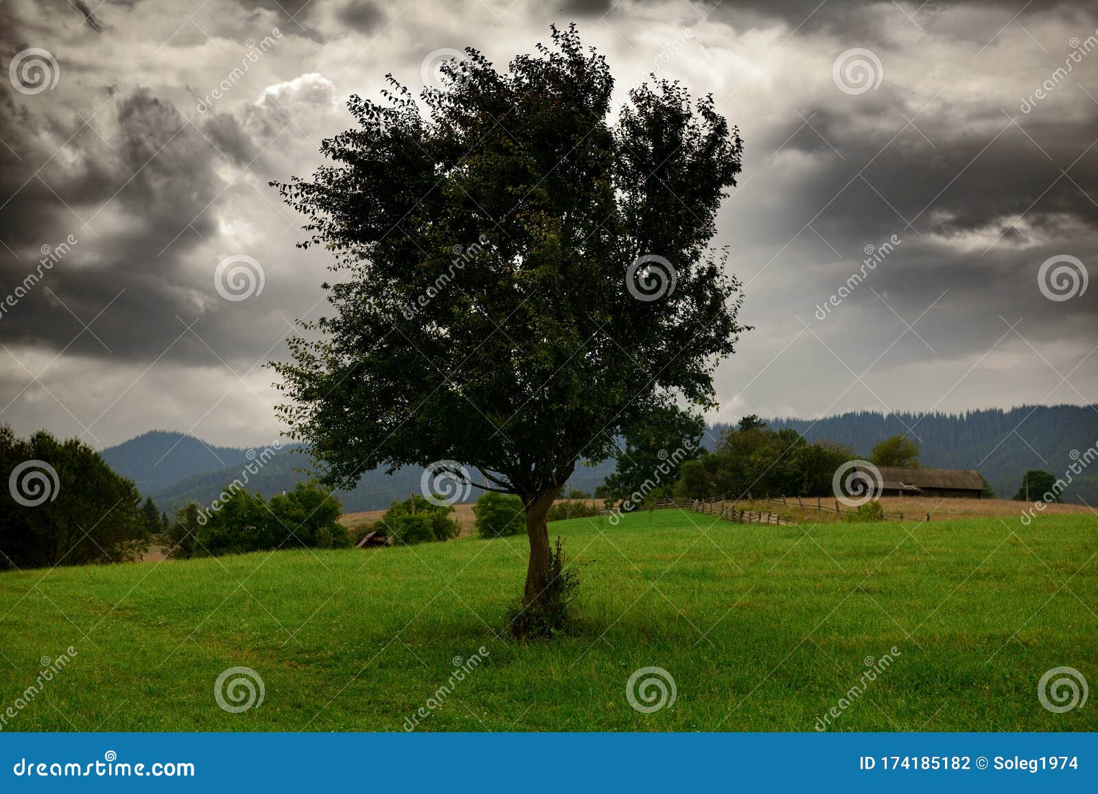 Dark Clouds, Stormy Sky and One Tree on a Meadow in Carpathian