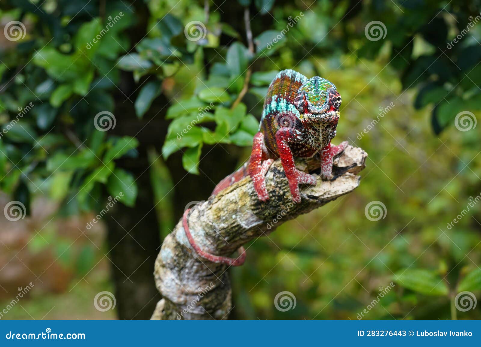 dark colorful parson's chameleon - calumma parsonii - walking on tree branch, green leaves around, front view