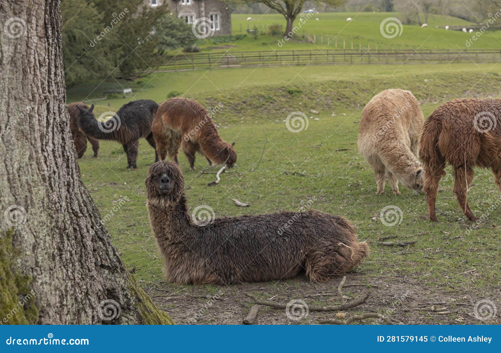 Dark Coloured Llama with Its Ears Down Lay in a Field Stock Image