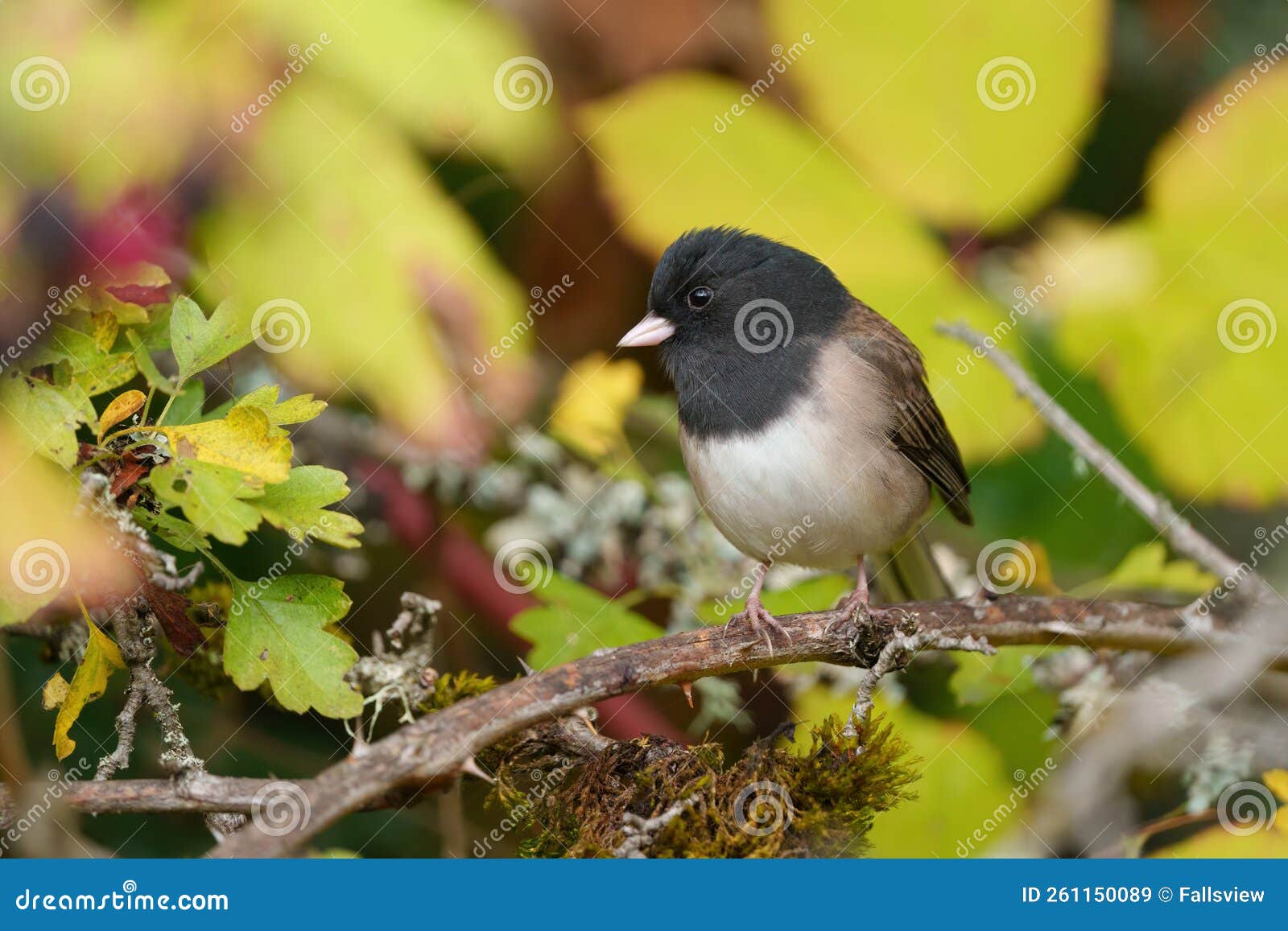 dark eyed junco resting on branch