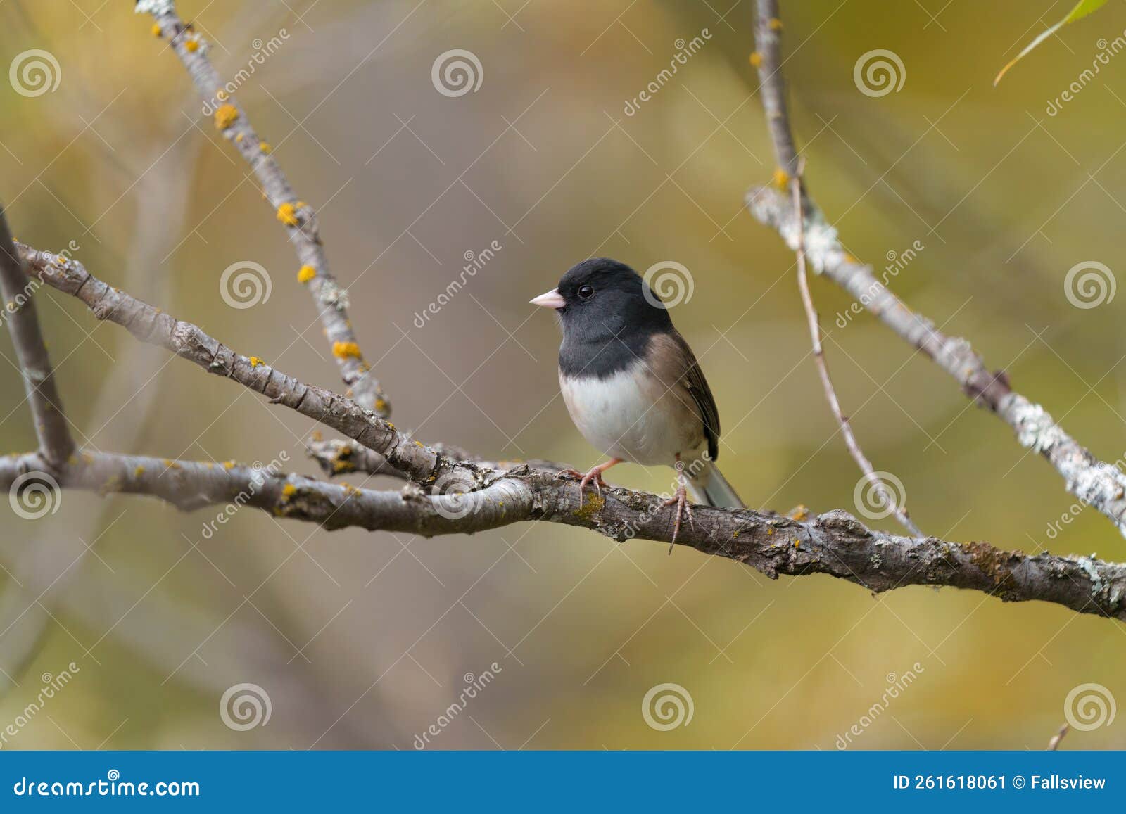 dark eyed junco resting on branch