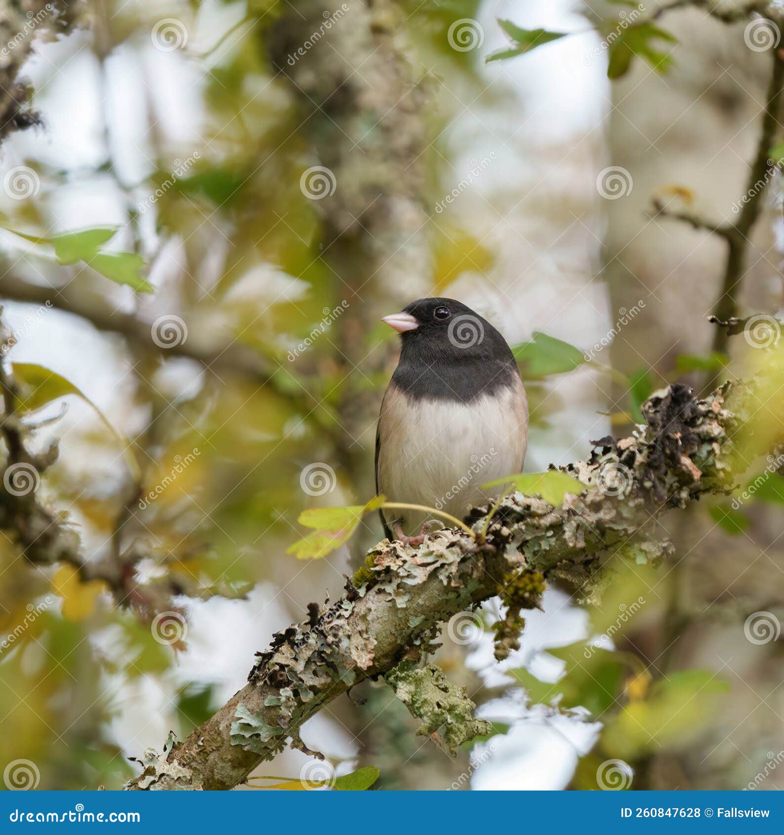 dark eyed junco resting on branch
