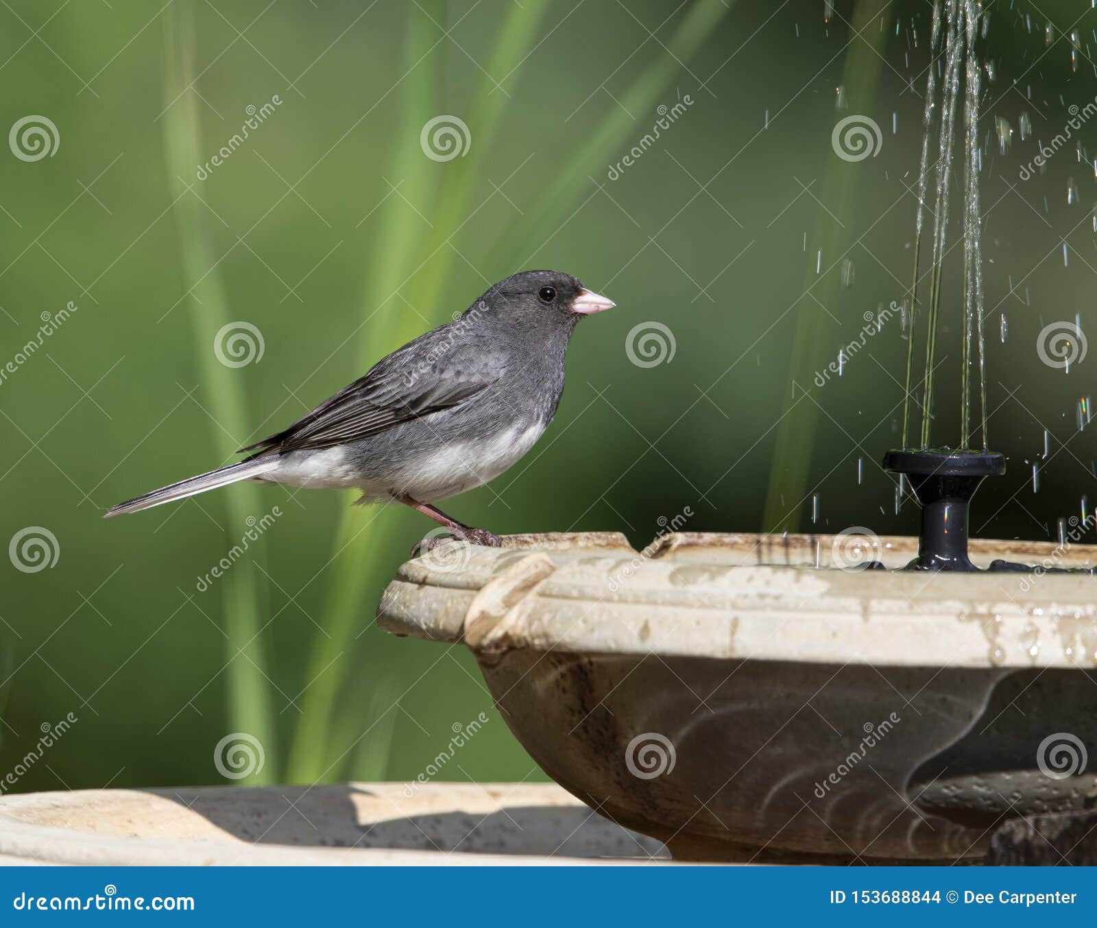 male dark-eyed junco sitting on a birdbath