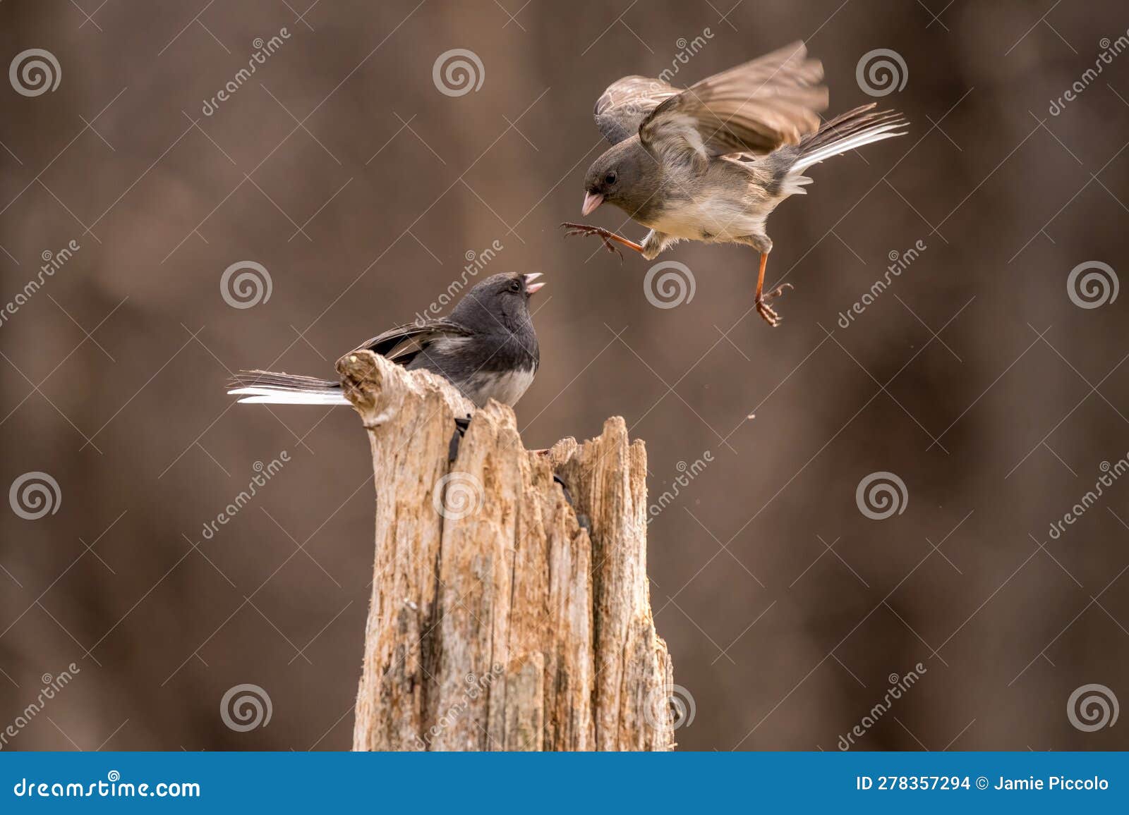 dark eyed juncos fighting on a post