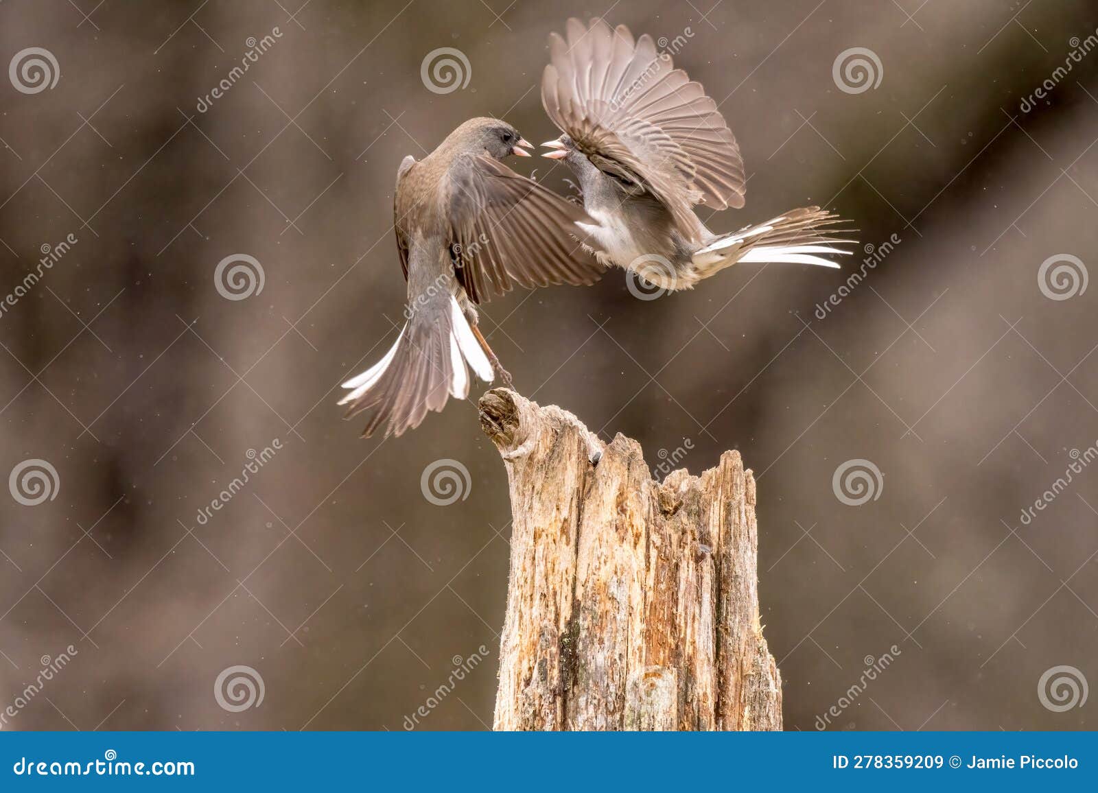 dark eyed juncos fighting in spring