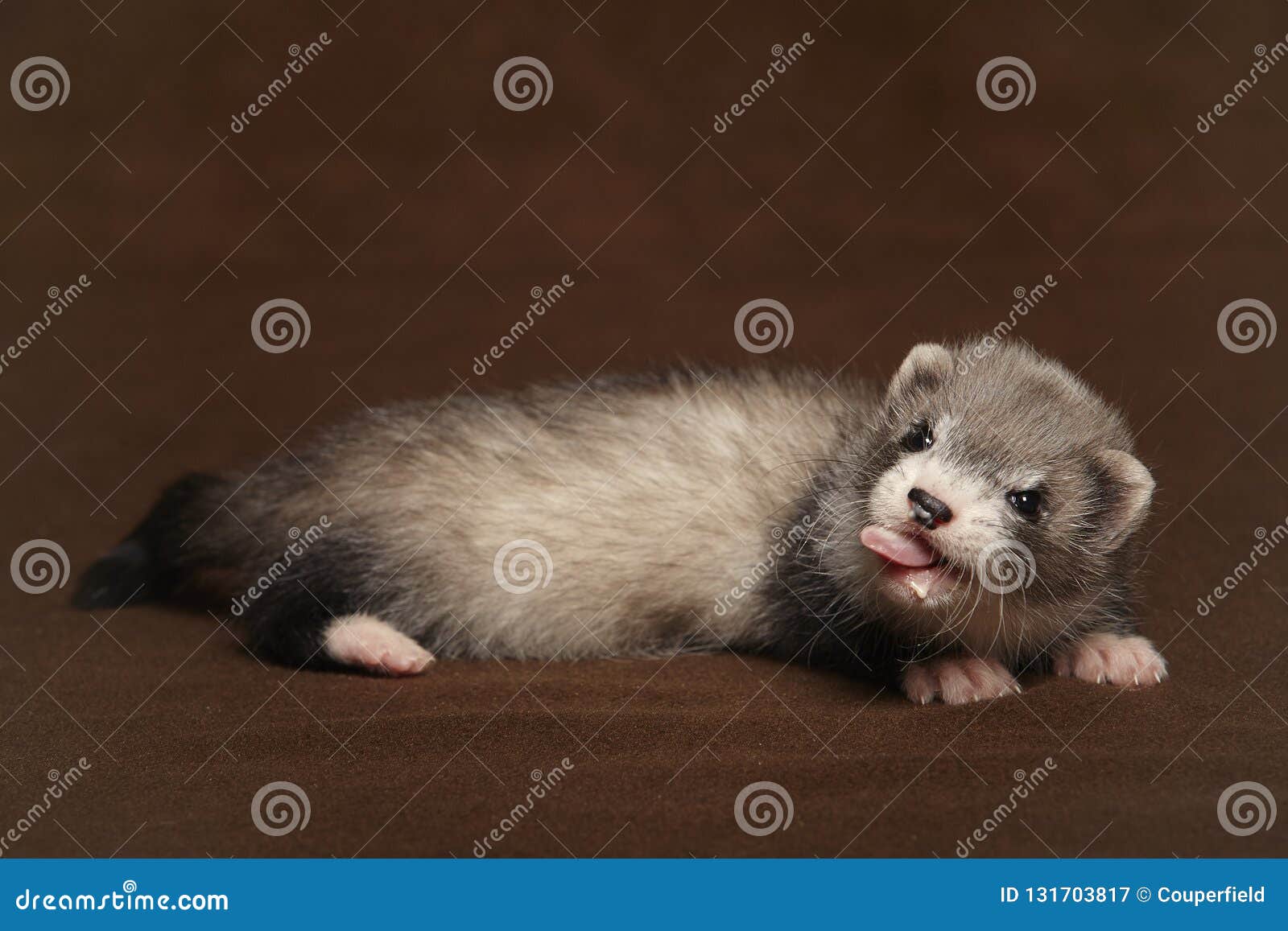 Dark Sable Young Ferret Baby Laying In Studio Stock Image Image Of Looking Little 131703817