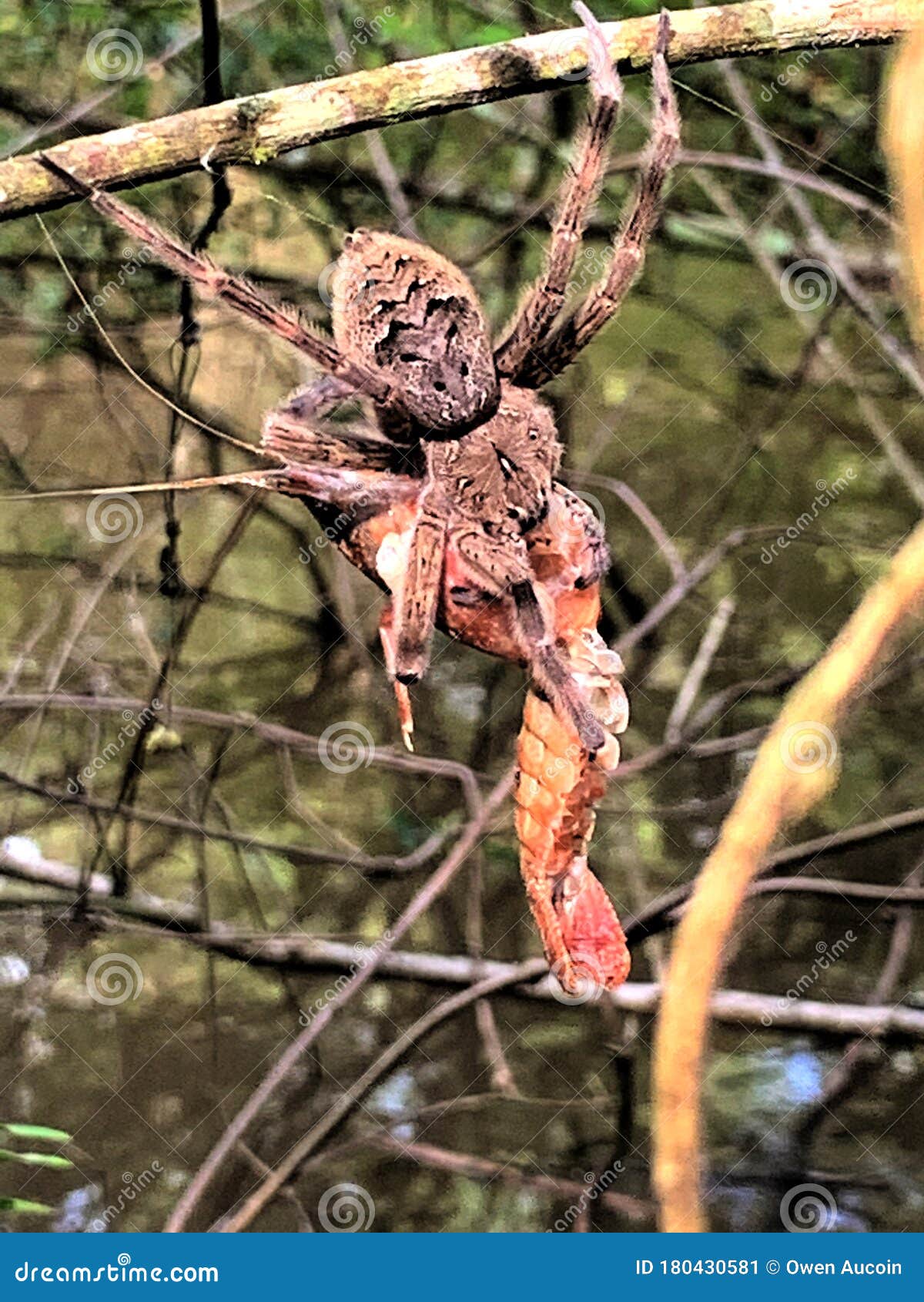 fishing spider eating a fish