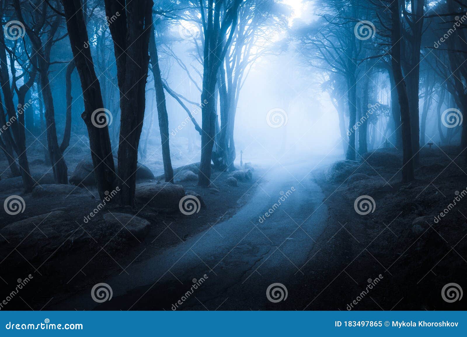 Dark Forest and Path through it. Wild Woodland Nature Background Stock  Image - Image of summer, rainy: 183497865