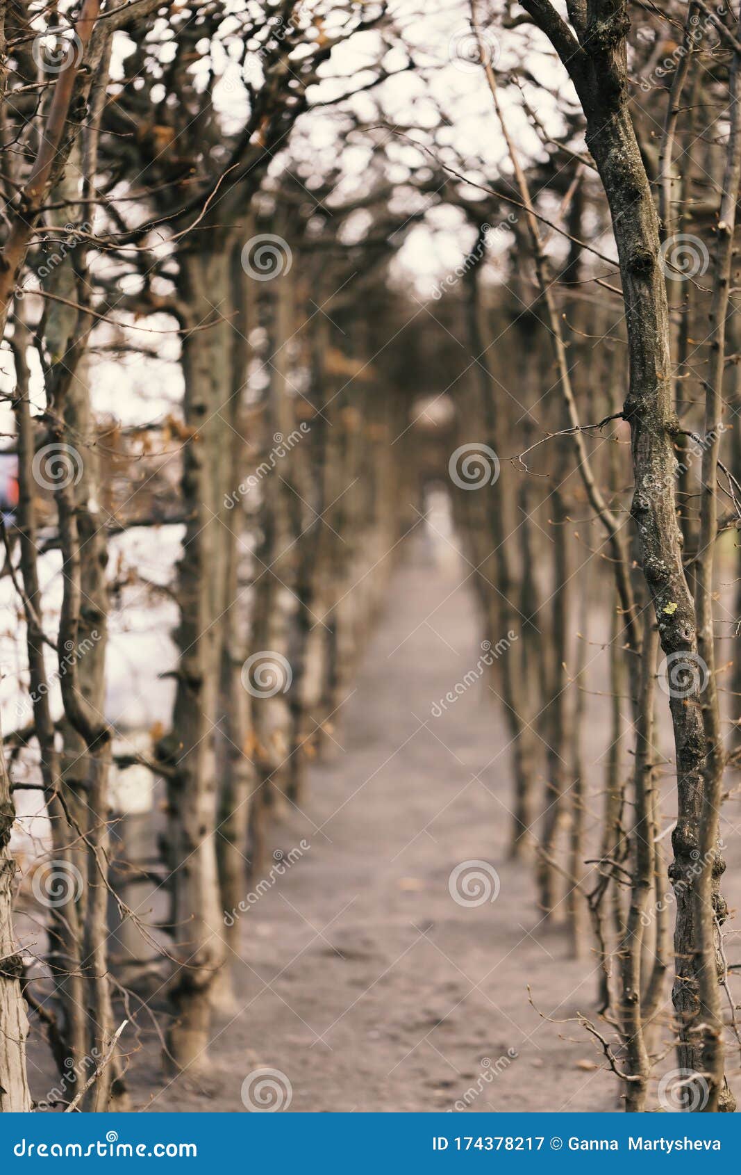 dark forest, scary, fairy tale, misty forest, fantasy, princess mononoke, brothers grimm
