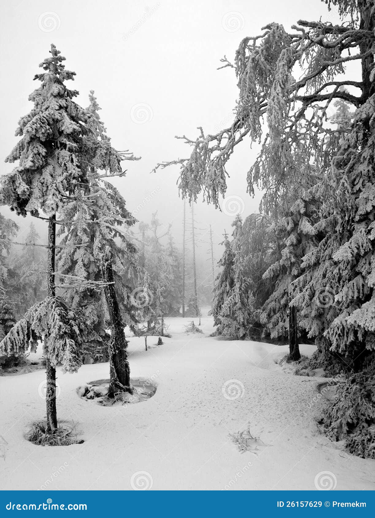 Snowy Forest Wallpaper Black And White