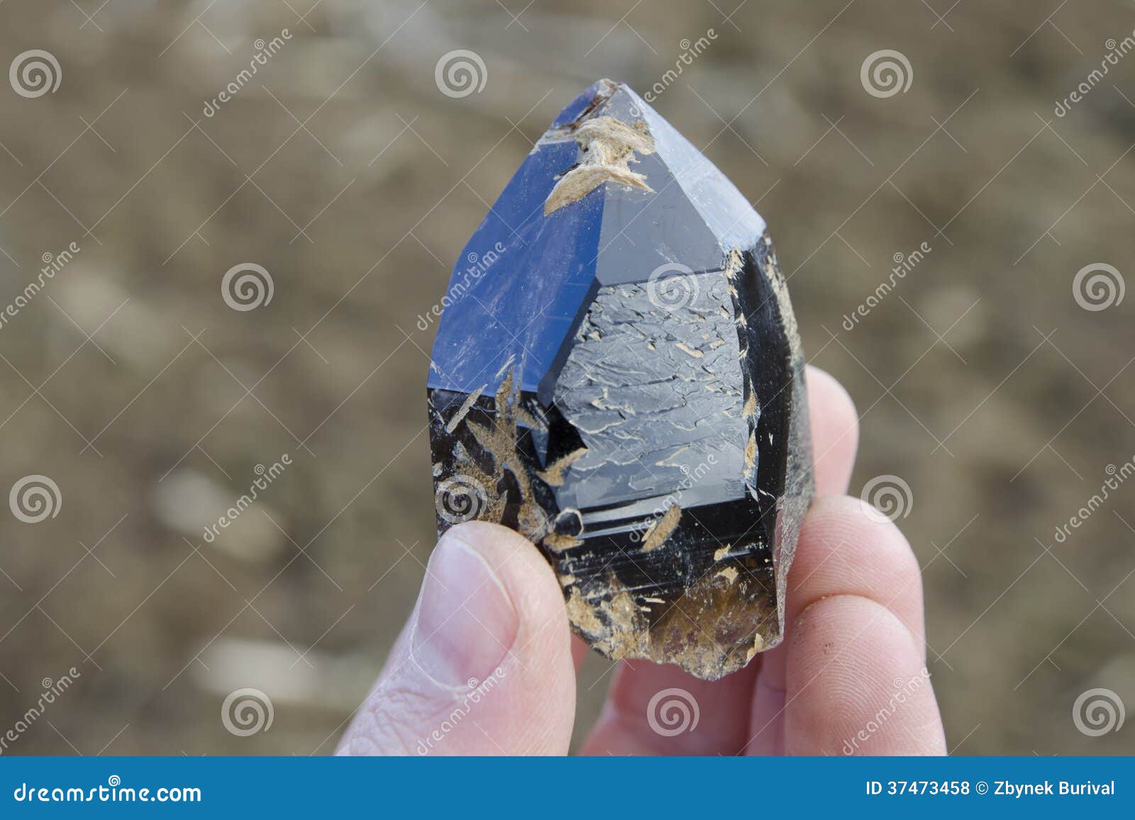 Dark Gem Quality Smoky Quartz Crystal Stock Photo Image of collector