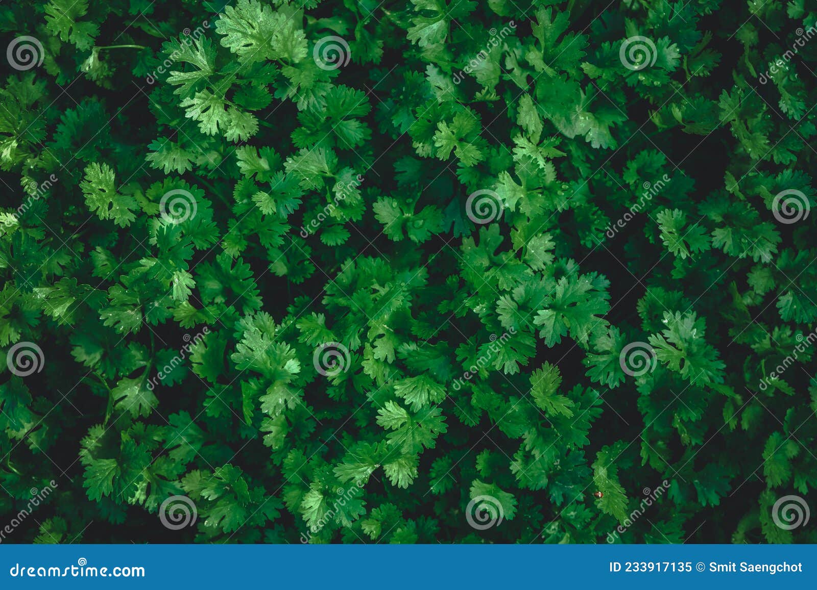 Dark Green Coriander Leaves. Shape and Leaves Pattern of Freshness