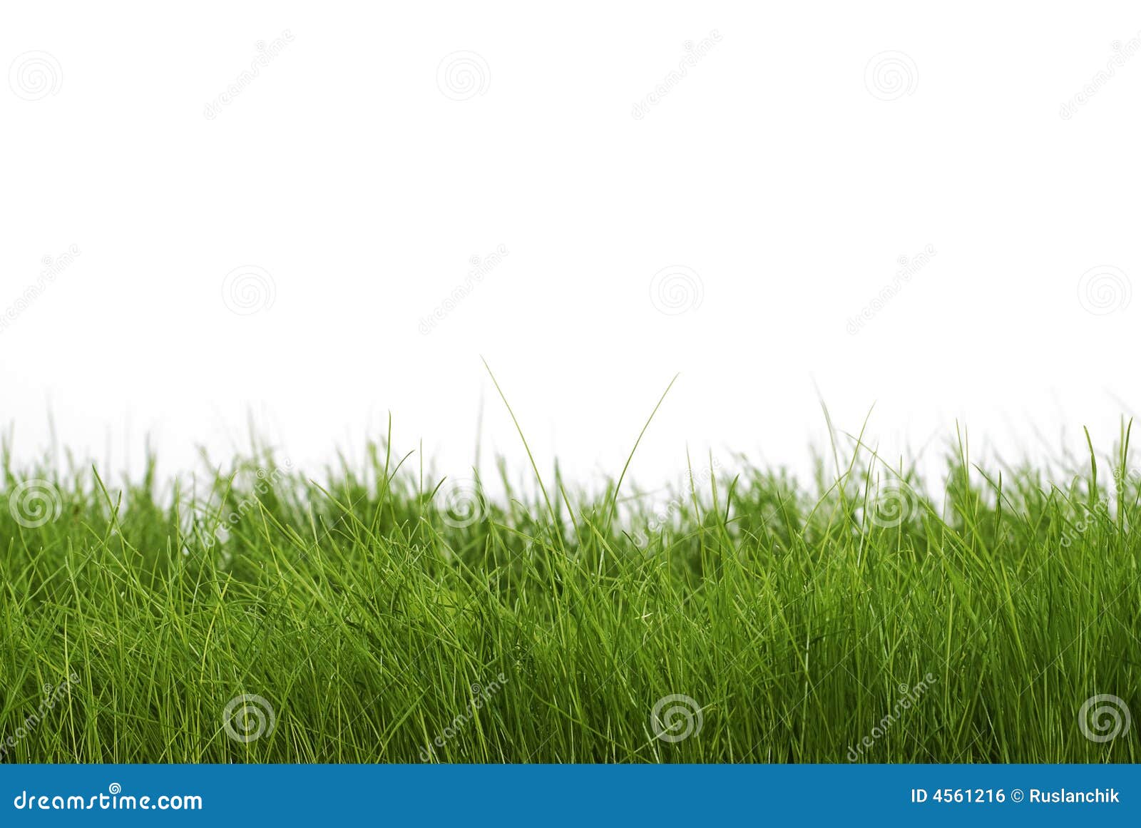 Dark green grass stock photo. Image of stem, background 4561216