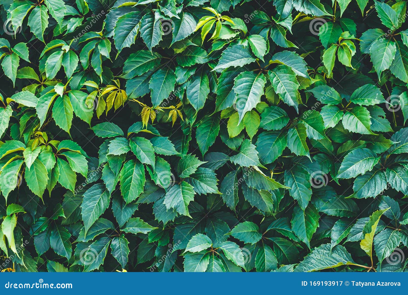 Dark Green Hedge, Creeper Leaves on the Wall. Natural Pattern of Hedgerow, Texture Stock Image