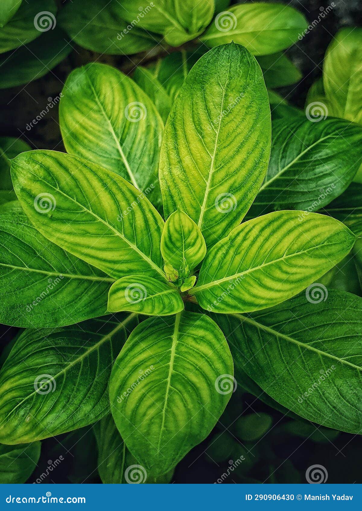 Dark green leaf picture stock photo. Image of green 290906430