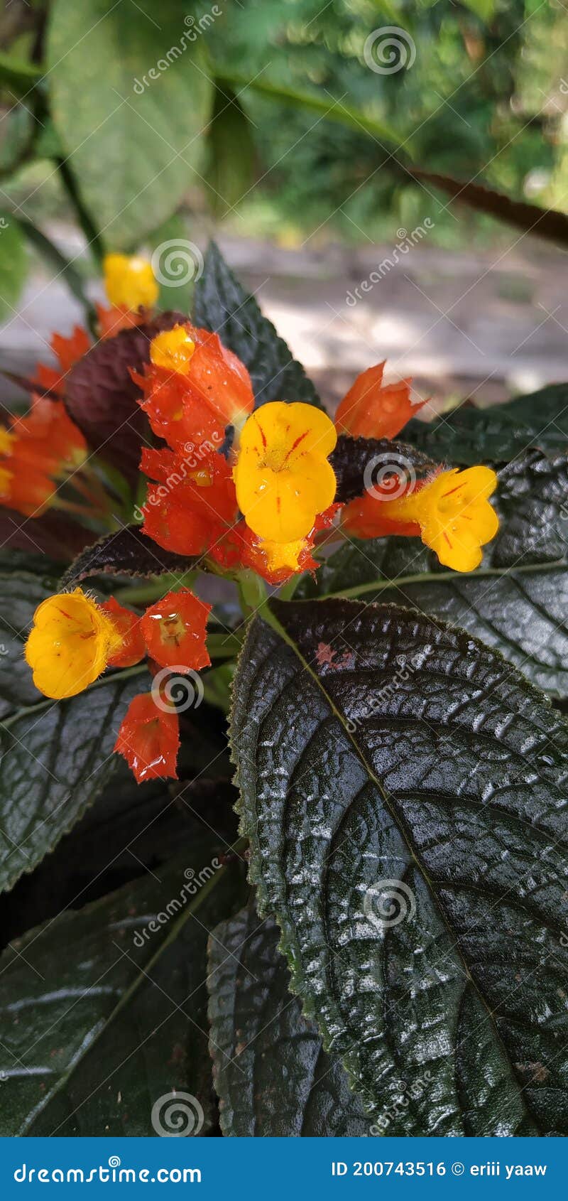 Dark Green Leafy Yellow Flowers Stock Photo Image of dark, flower