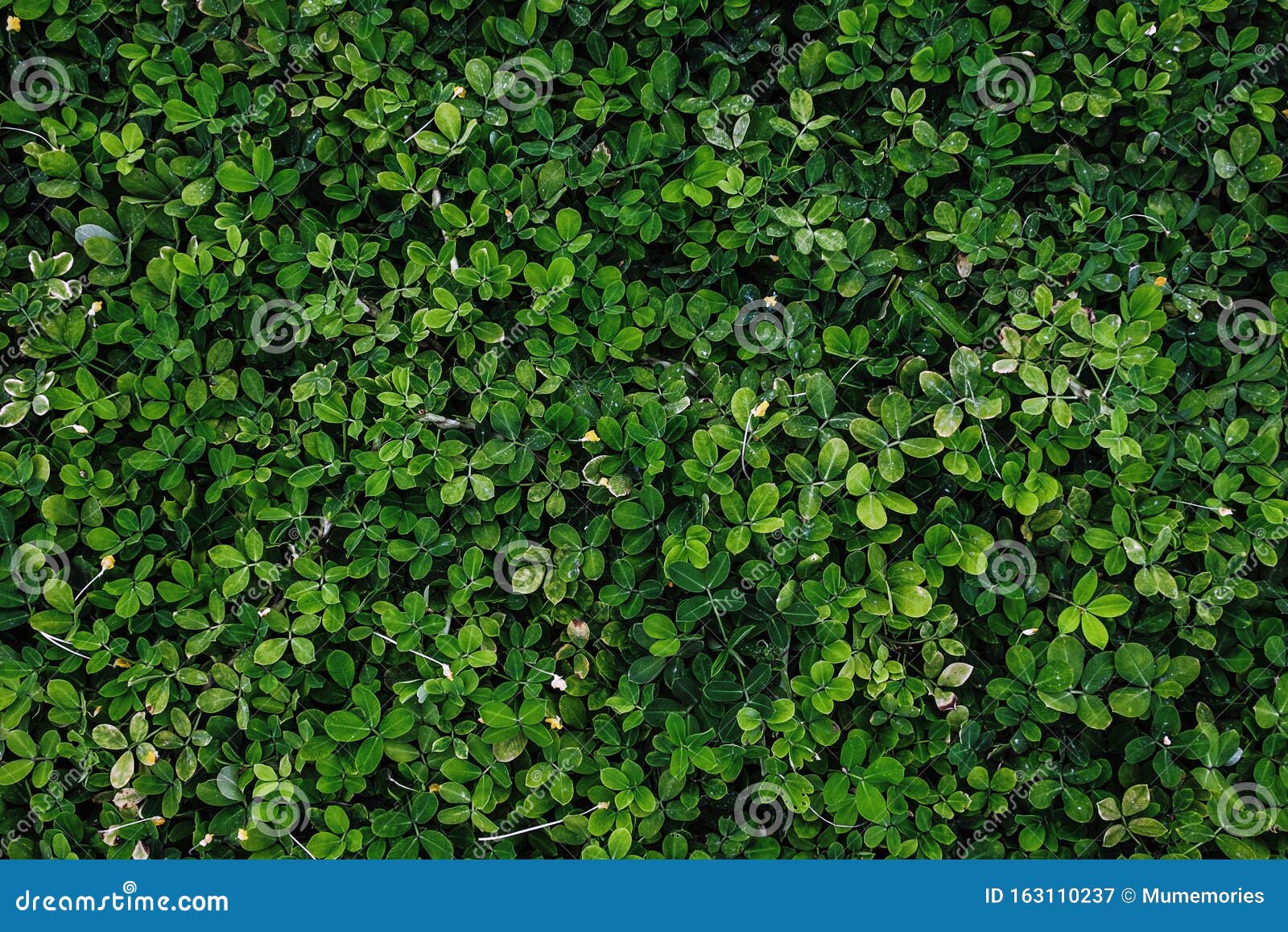 Dark Green Leaves Foliage in Tropical Forest Stock Image Image of