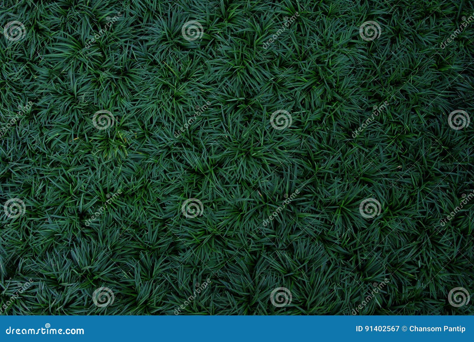 dark green leaves of ground cover plant, mini mondo grass or snakes beard (ophiopogon japonicus), abstract texture background.
