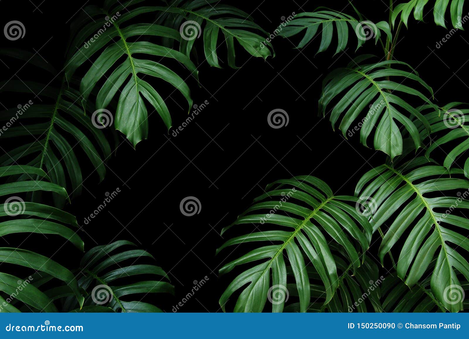 dark green leaves of native monstera the tropical forest plant evergreen vines, nature leaf frame on black background