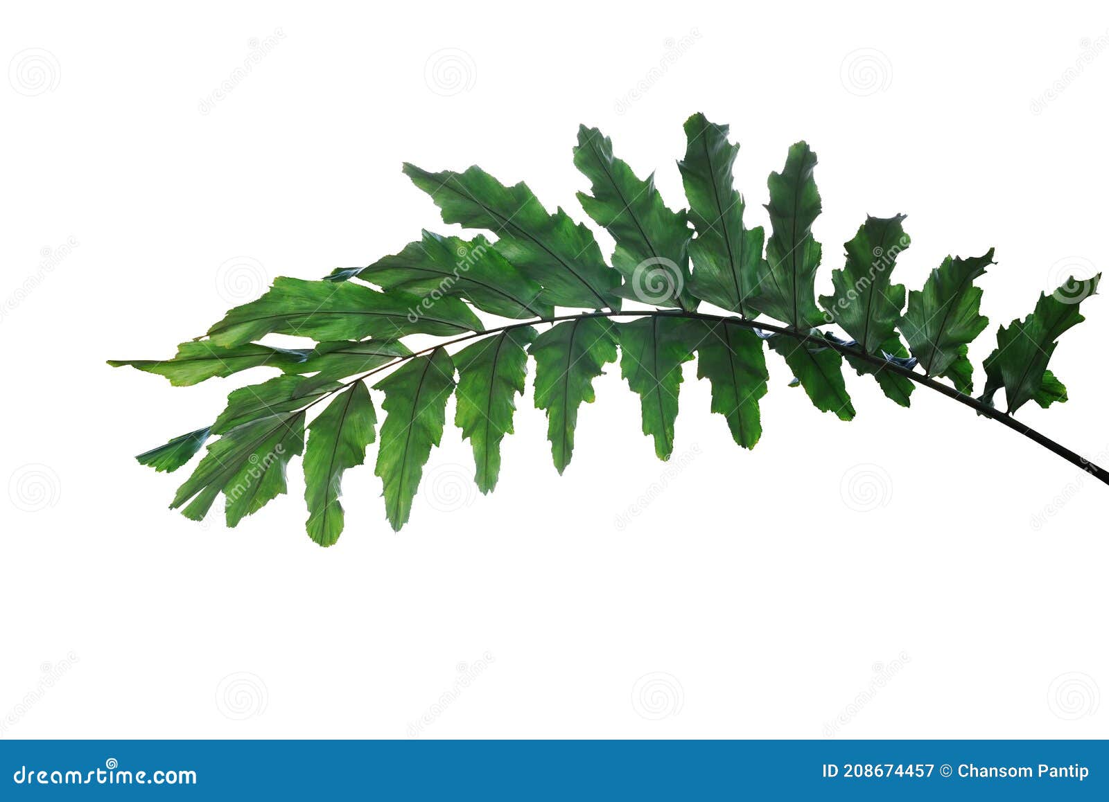 dark green leaves of rare ornamental palm plant wallichia palm or  himalayan dwarf fishtail palm frond the humid forest plant