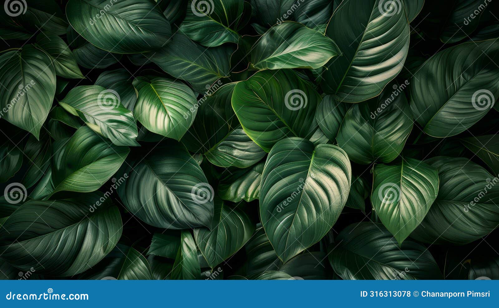 dark green leaves with a velvety texture