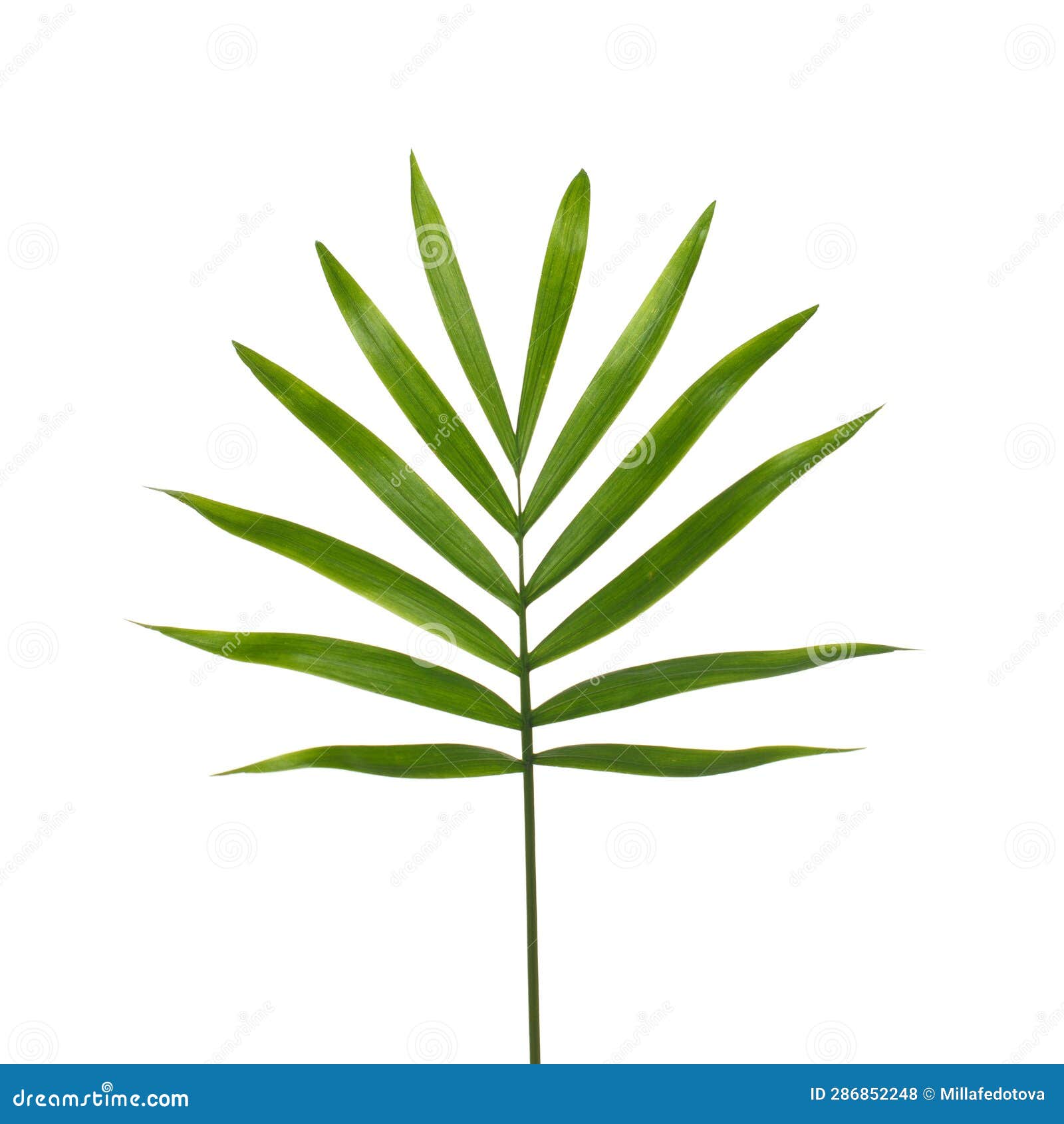 Dark Green Palm Leaves Isolated on White Background Stock Photo Image