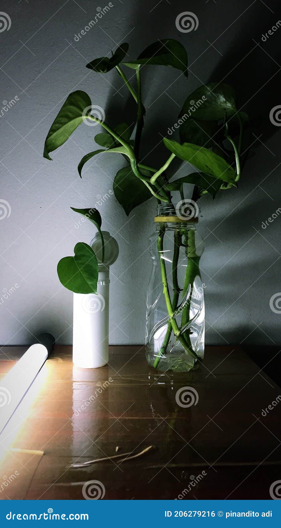 The dark green plant stock photo. Image of plant, green 206279216