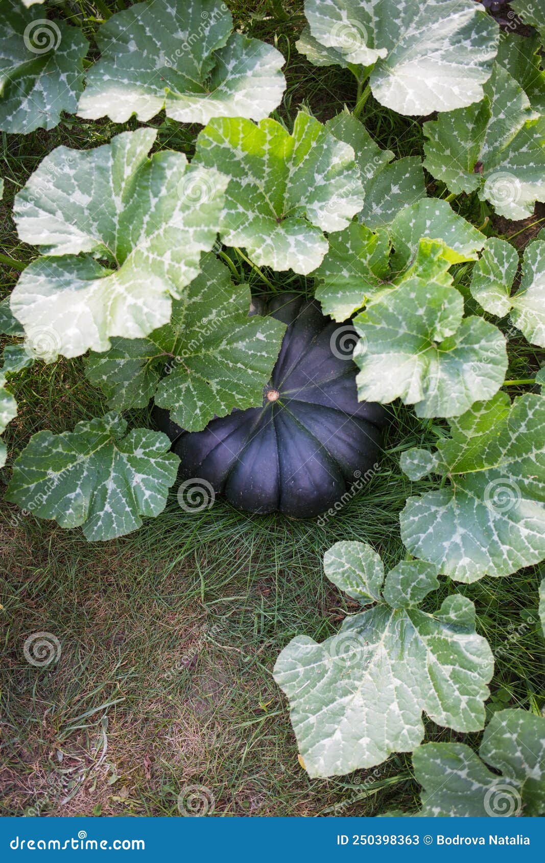 dark green pumpkin on bed in garden.