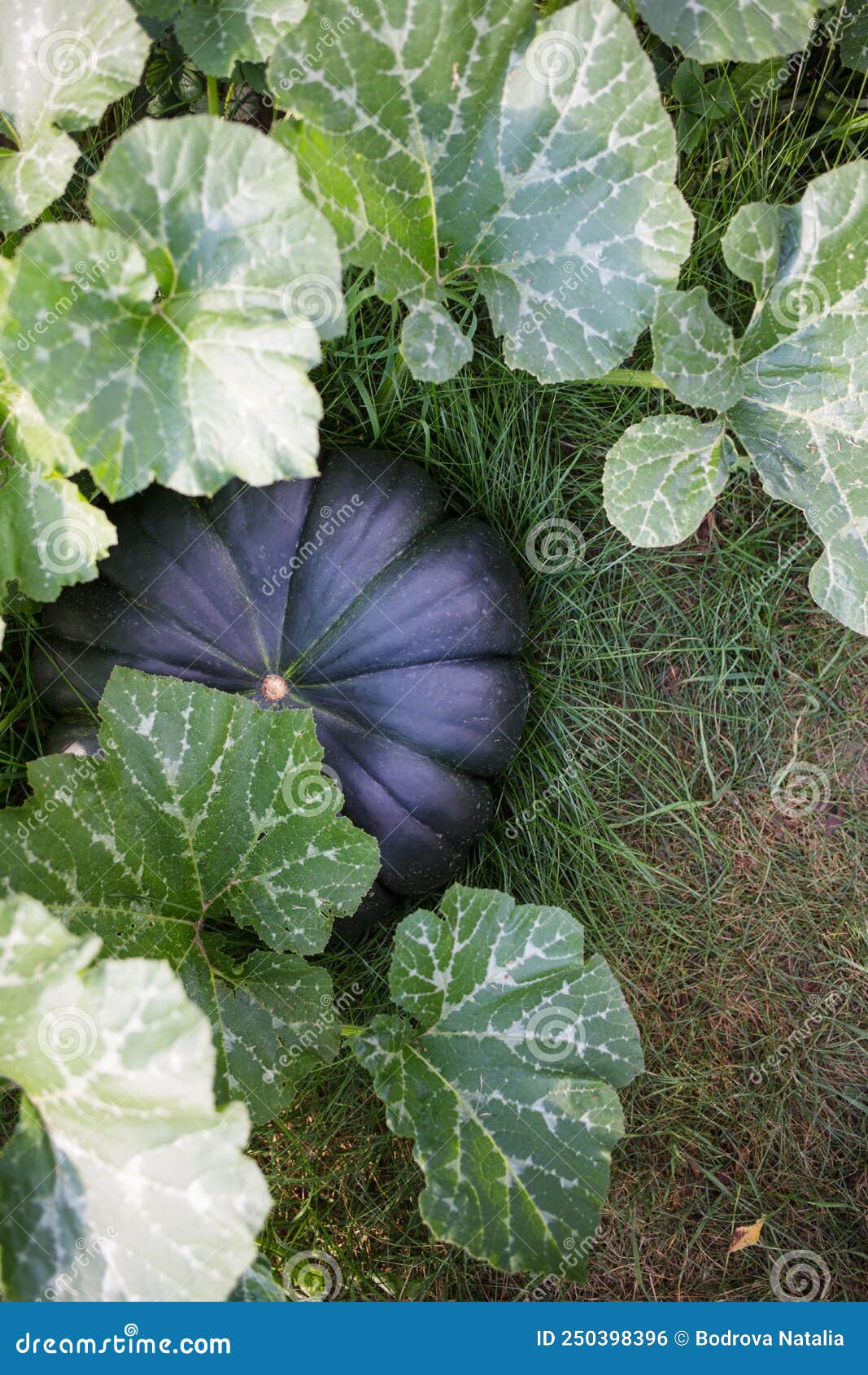 dark green pumpkin on bed in garden.