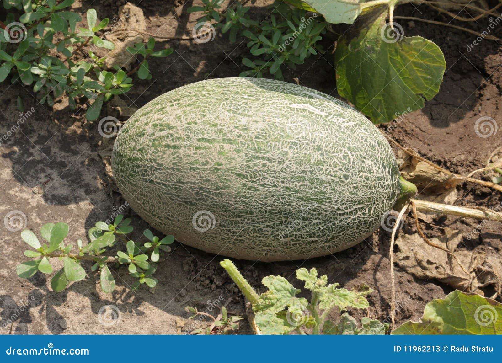 The Dark Green Rugosity Melon Stock Image Image of vegetable, dark