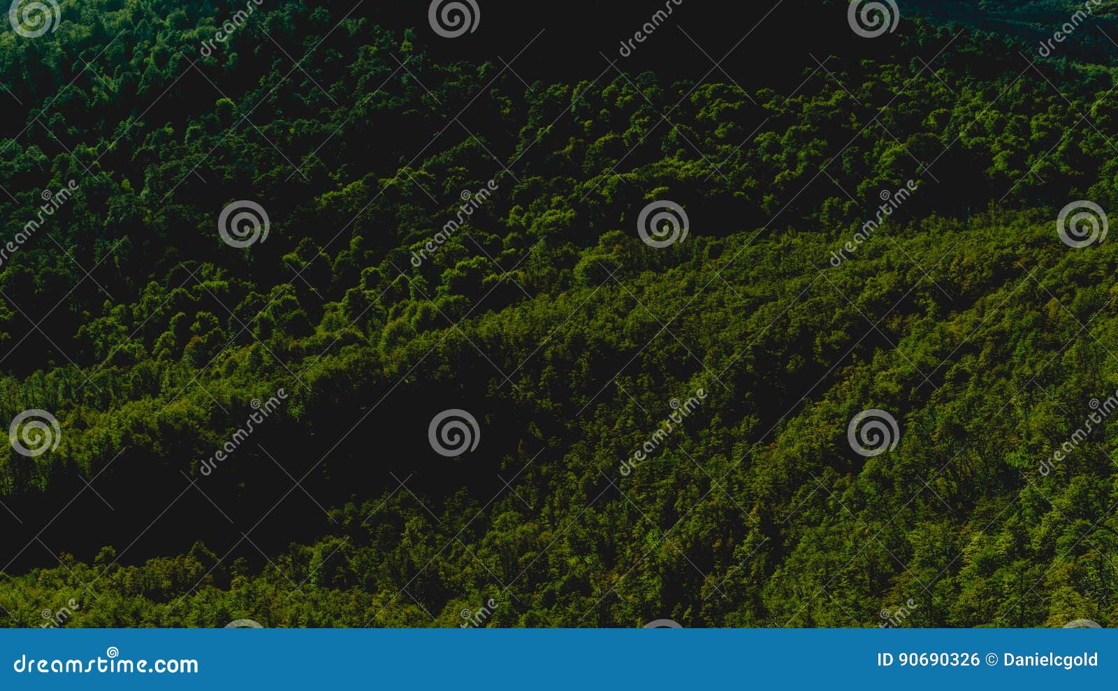 Dark green trees stock photo. Image of outdoors, grass 90690326