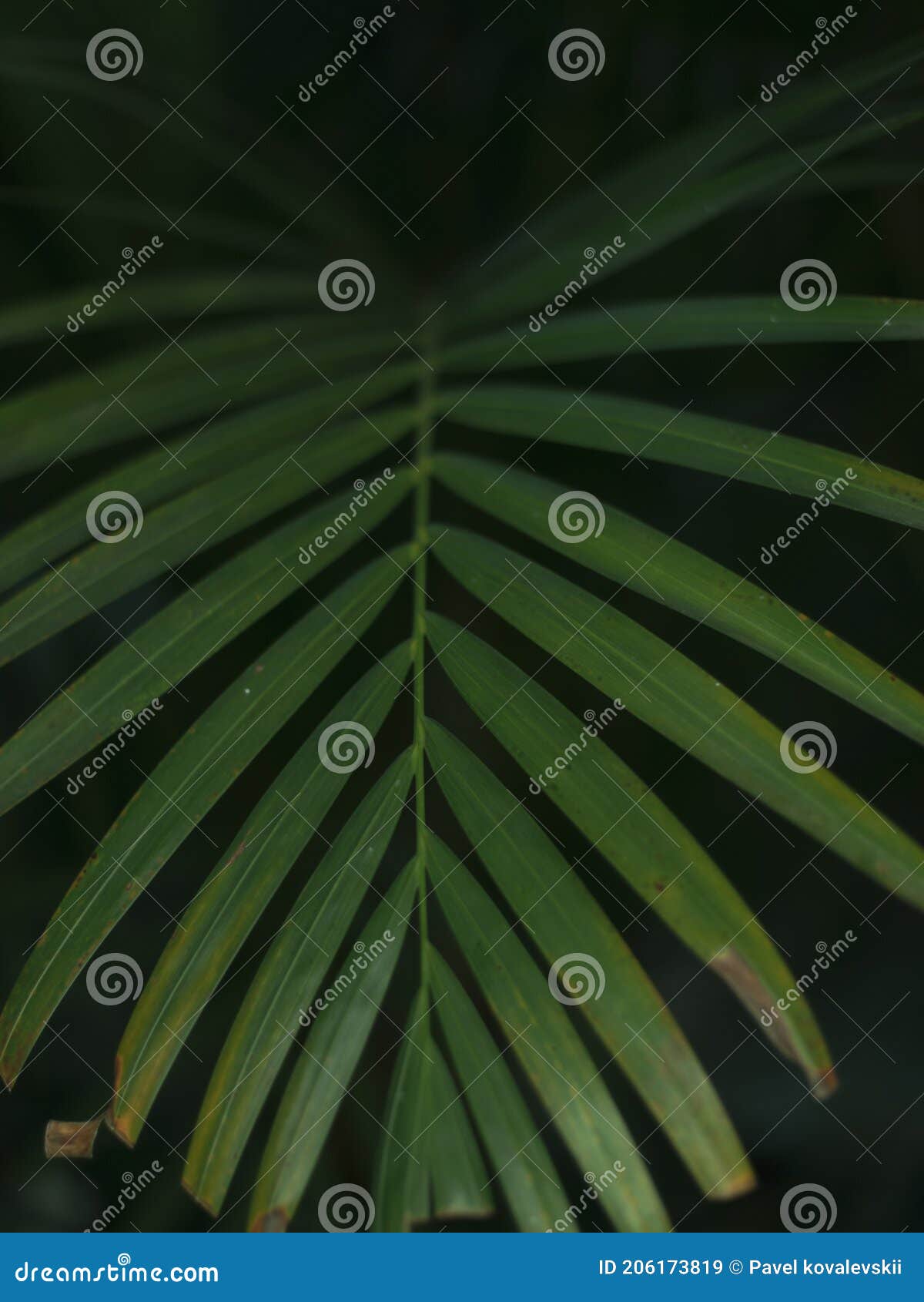 Dark Green Tropical Palm Leaves on Black Stock Image - Image of