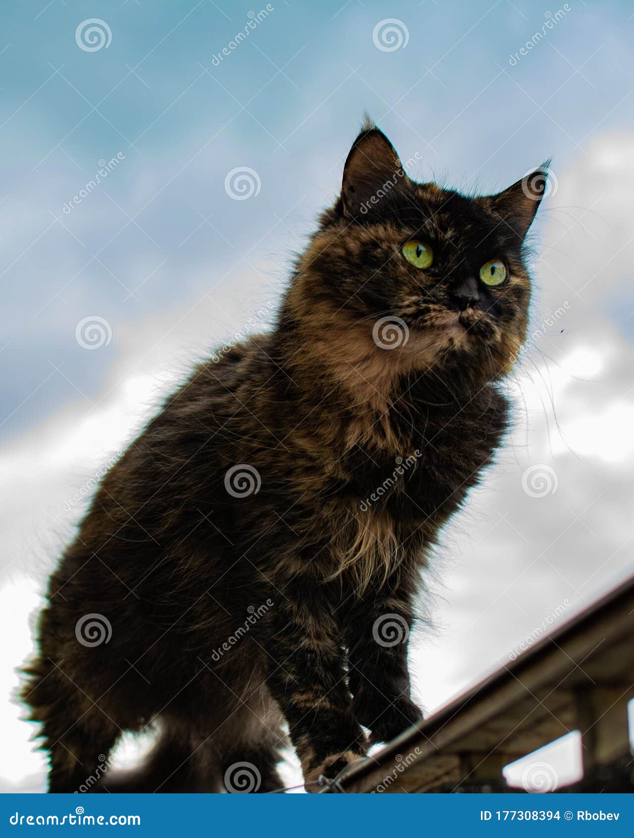 A Dark Cat Walking on a Ledge Stock Photo Image of ledge, balcony