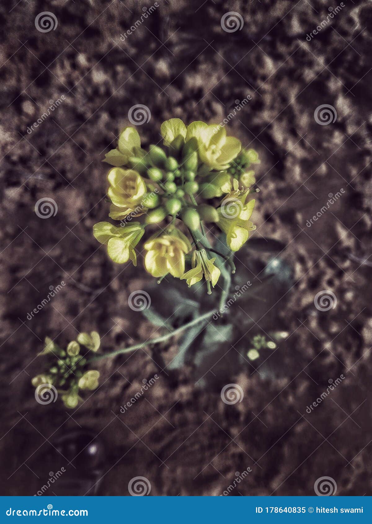 Dark Mustard Flower Wallpaper Stock Image Image of wallpaper, yellow