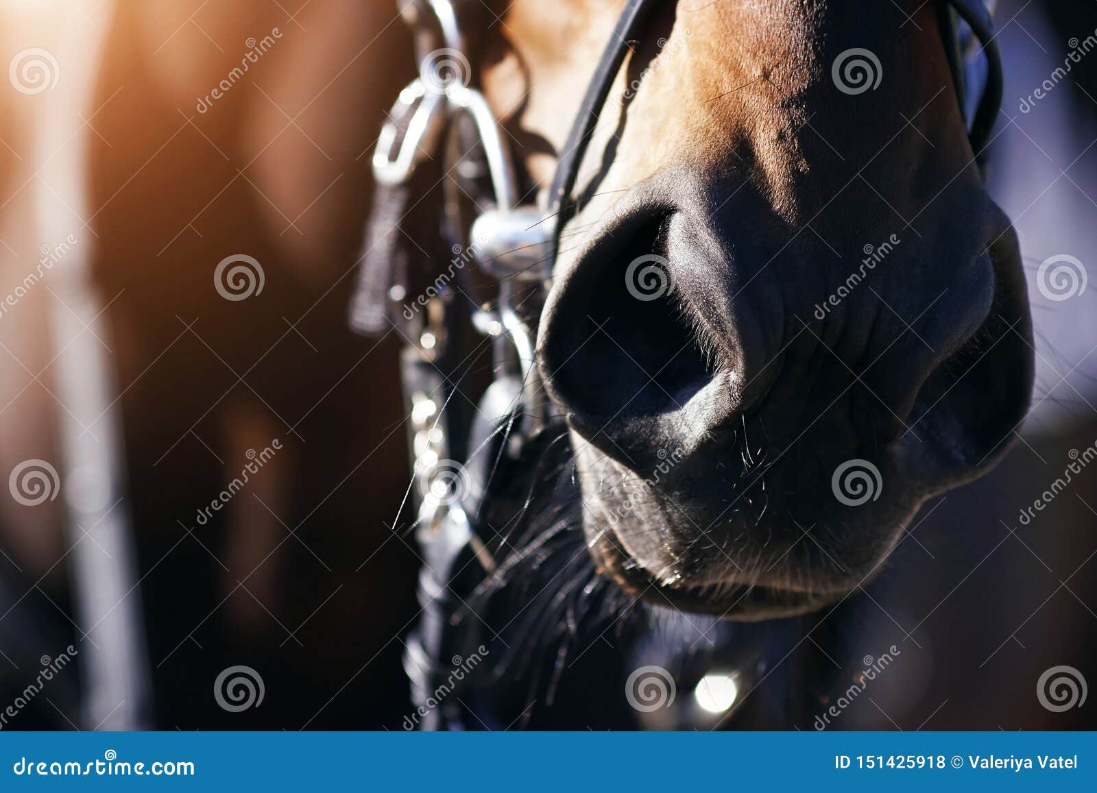 dark nose of a bay horse, and whose fur shines in the sunlight