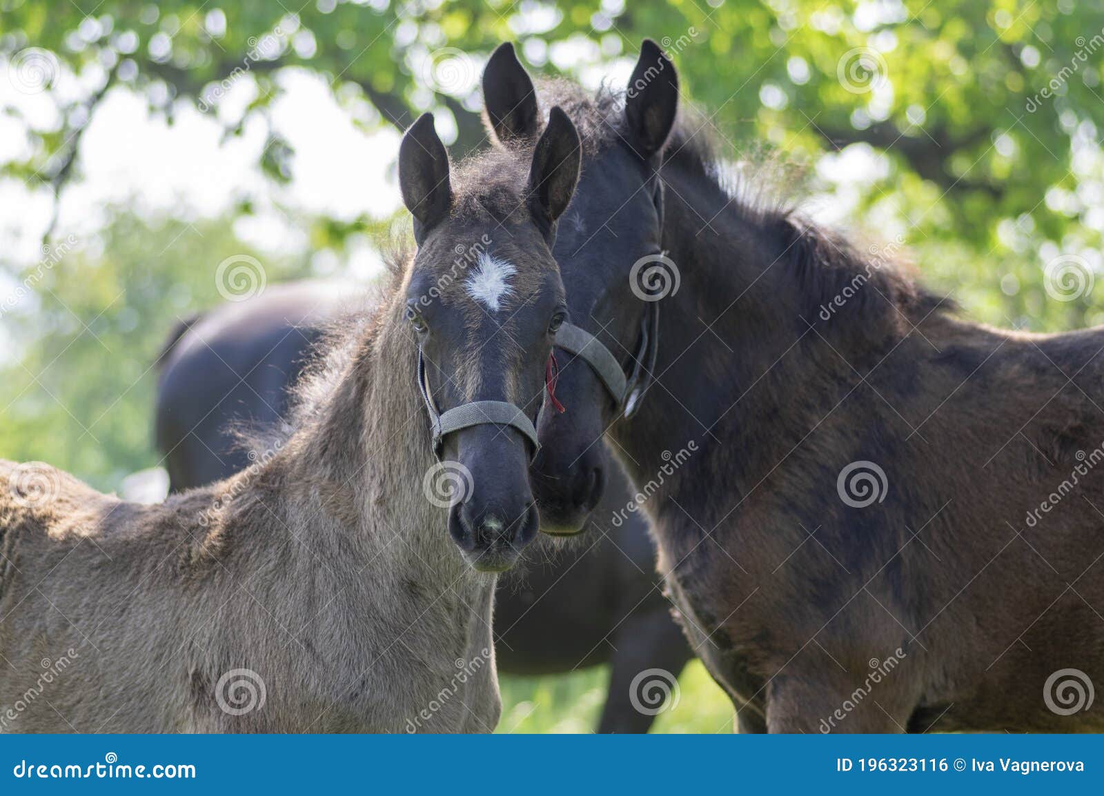 dark old kladruby horses on pasture on meadow with trees, young baby animal with their mothers in tall grass, beautiful scene