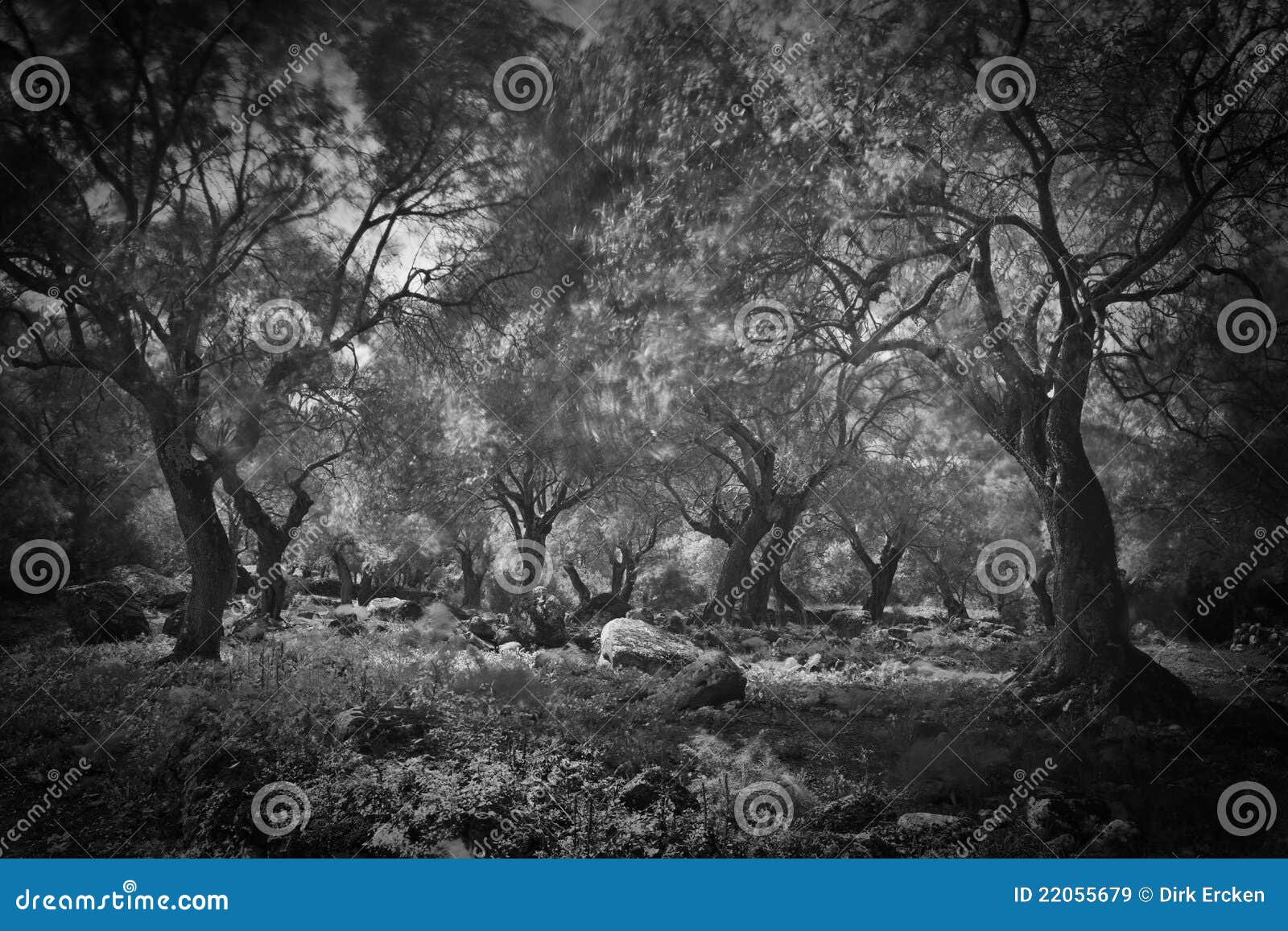 Dark Olive Creepy Spooky Scary Forest Stock Image - Image of olive ...