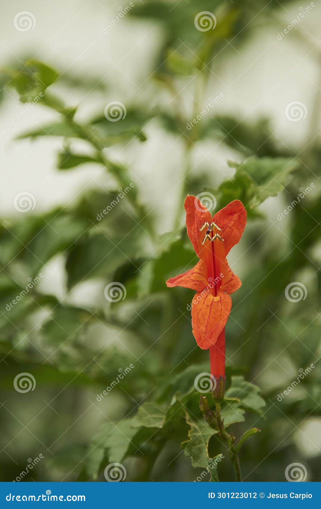 dark orange flower with a background of green leaves