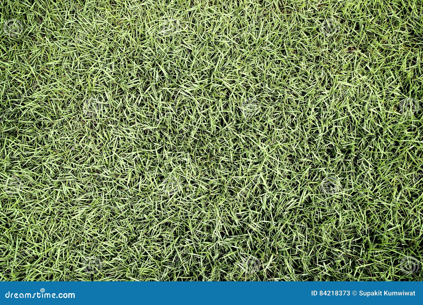Dark Pale Green Grass Texture Stock Image Image of dark, field 84218373