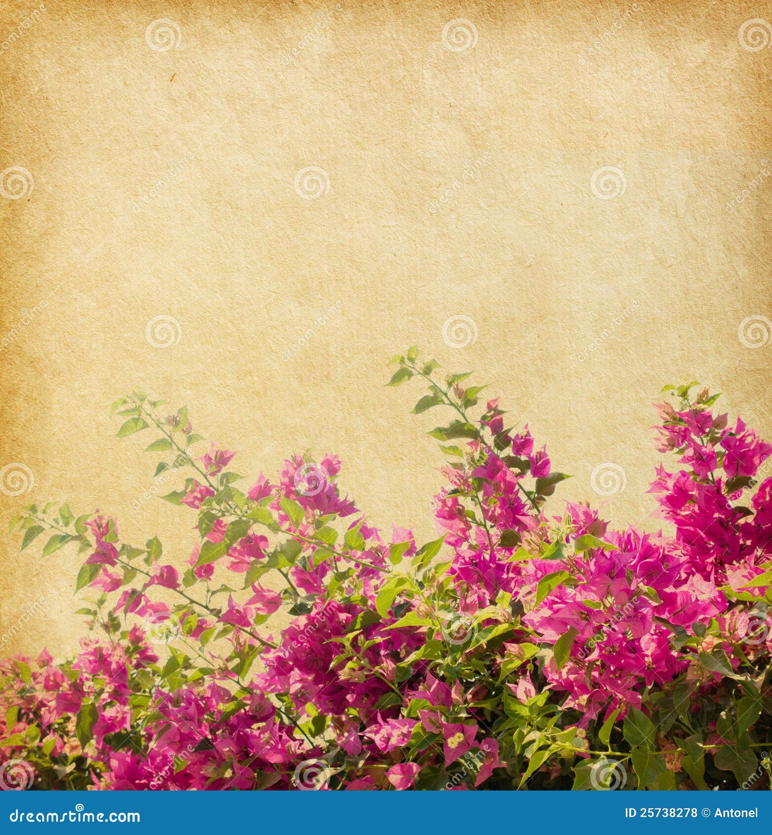 dark pink bougainvillea