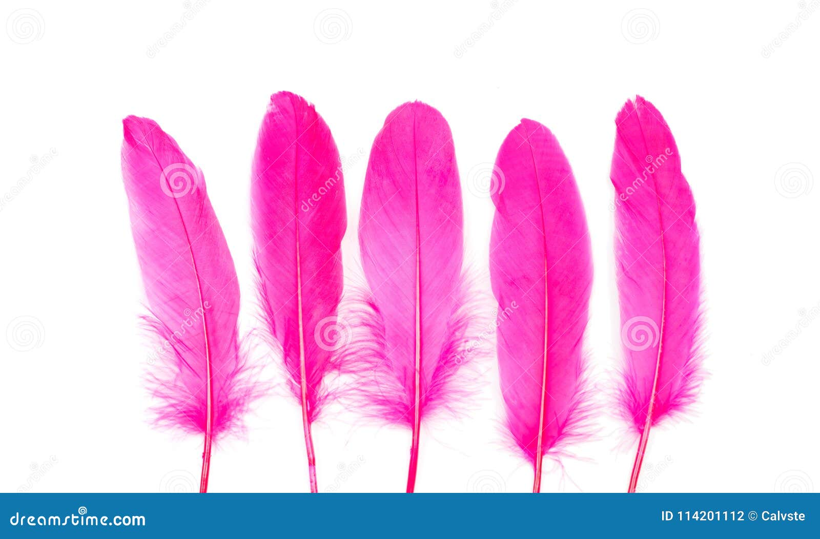 Soft Pink Feathers Texture Background. Stock Photo, Picture and Royalty  Free Image. Image 113247649.