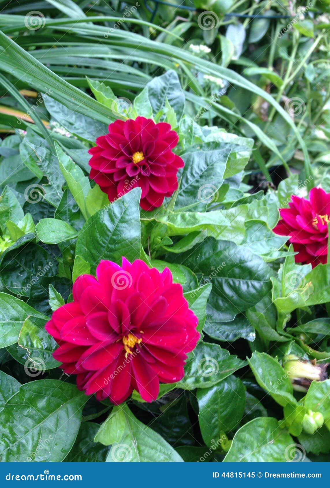 Dark pink flowers stock image. Image of raindrops, pink 44815145
