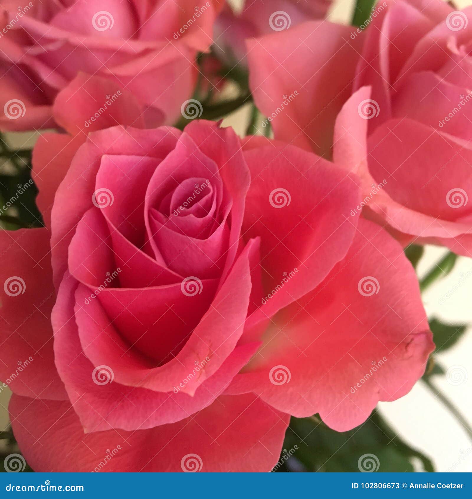 Pink roses for me stock image. Image of dark, pink, birthday 102806673