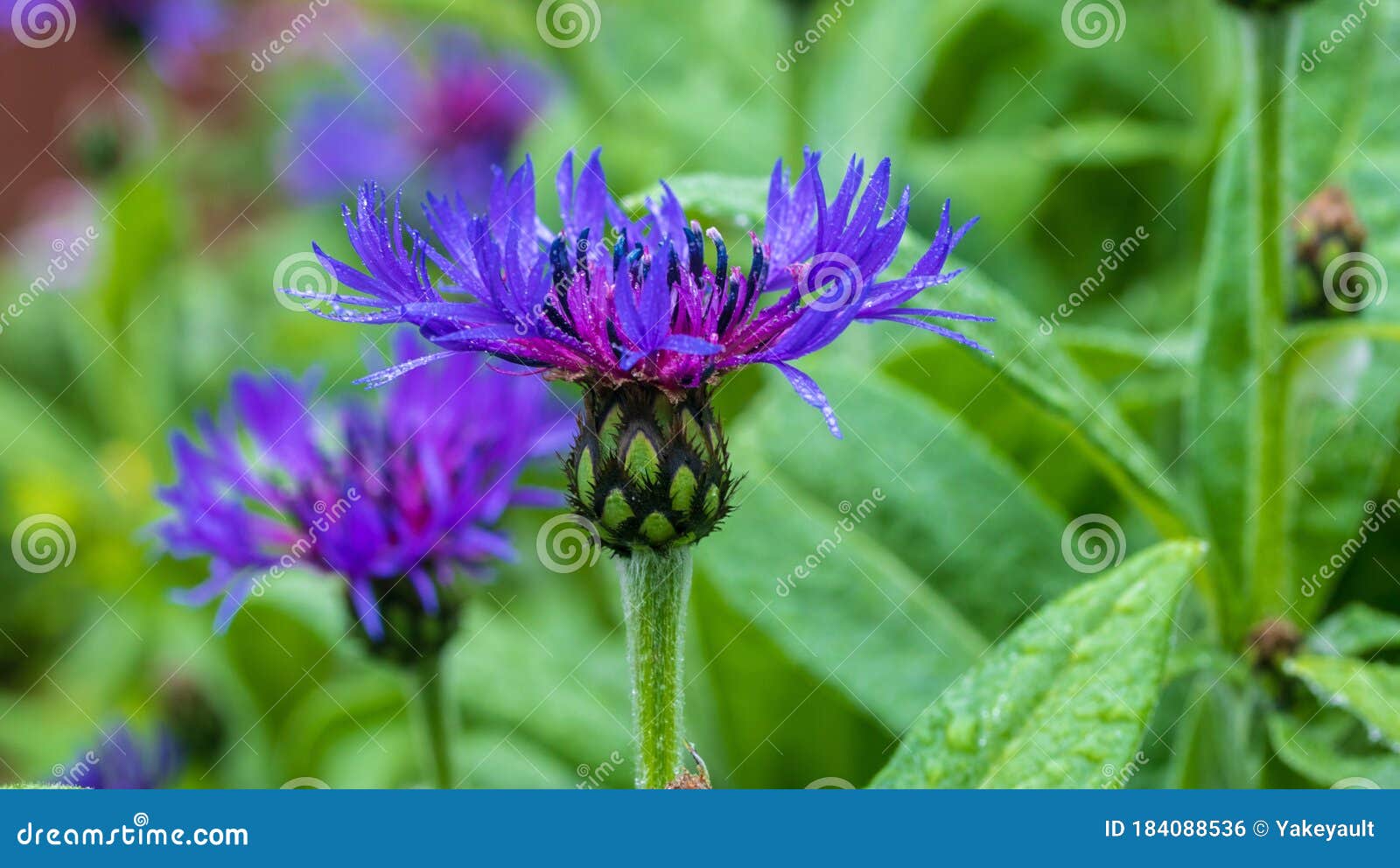 dark purple bachelor buttons in bloom