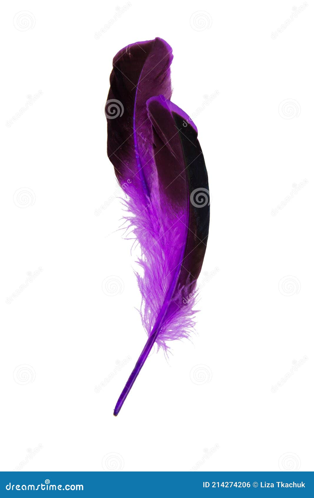 Dark Purple Feather Isolated on the White Background Stock Photo