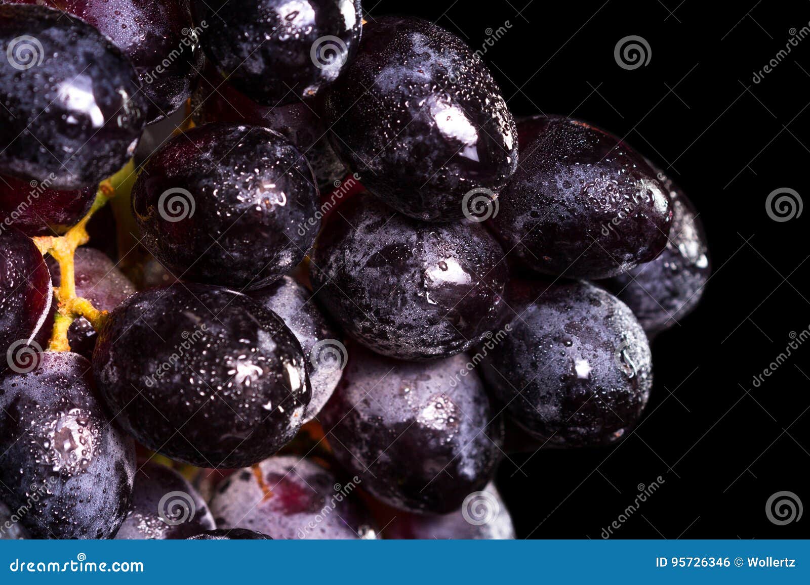 Dark Purple Grapes Stock Photo Image Of Grapes Freshness 95726346 dark-purple-grapes-stock-photo-image-of-grapes-freshness-95726346