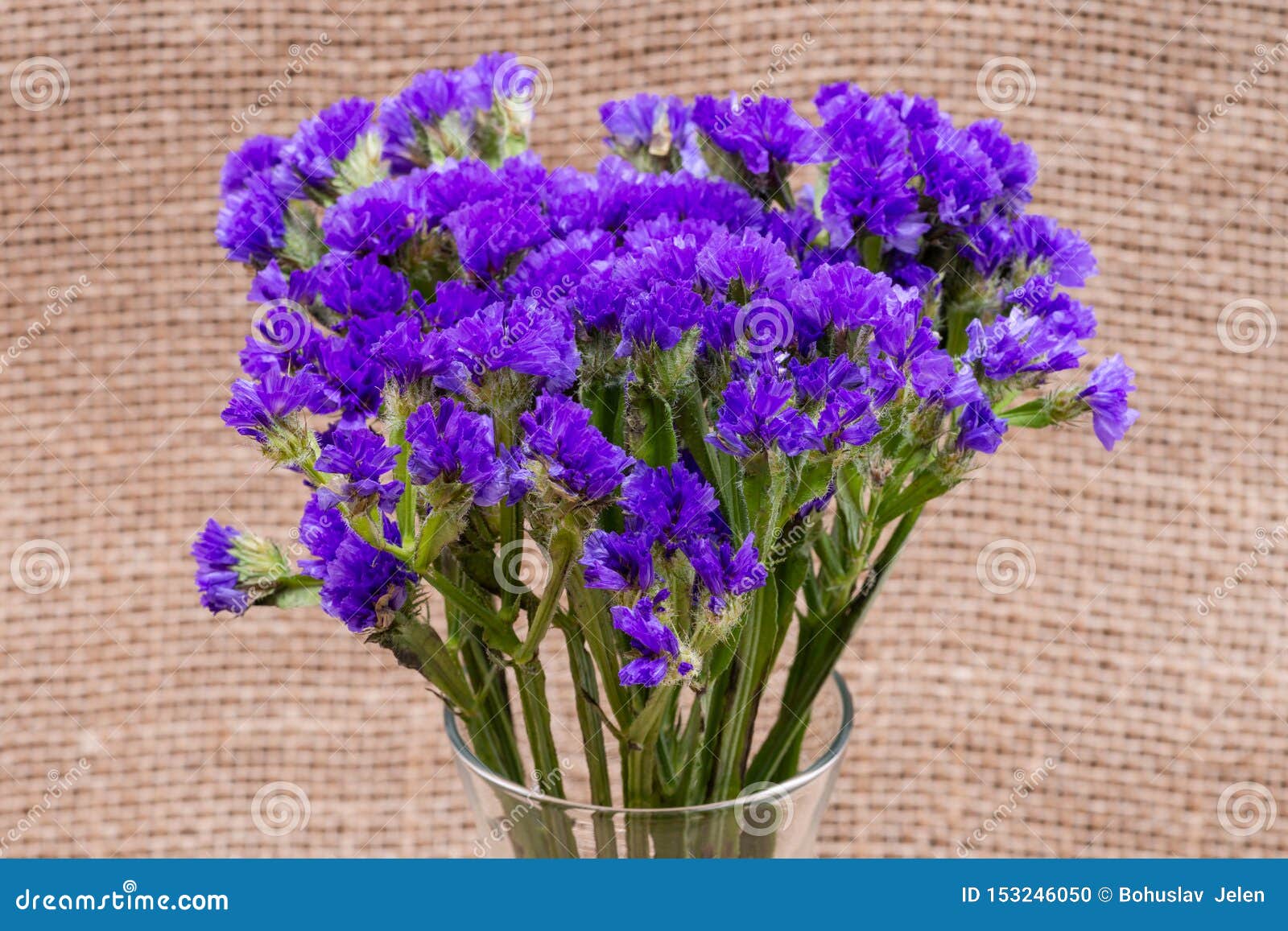 Dark Purple Statice Limonium Sinuatum Flowers In Clear Glass Vase On ...