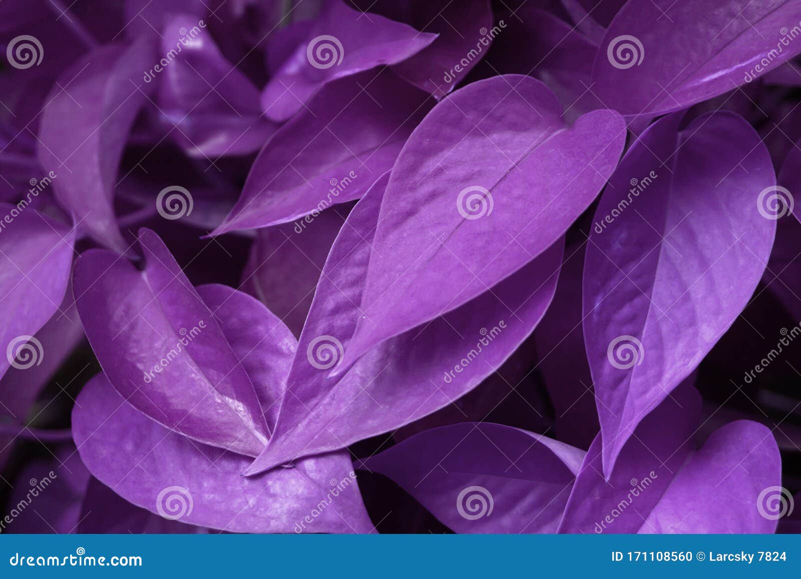 Dark Purple Violet Nature of Devilâ€™s Ivy, Golden Pothos, Hunterâ€™s ...