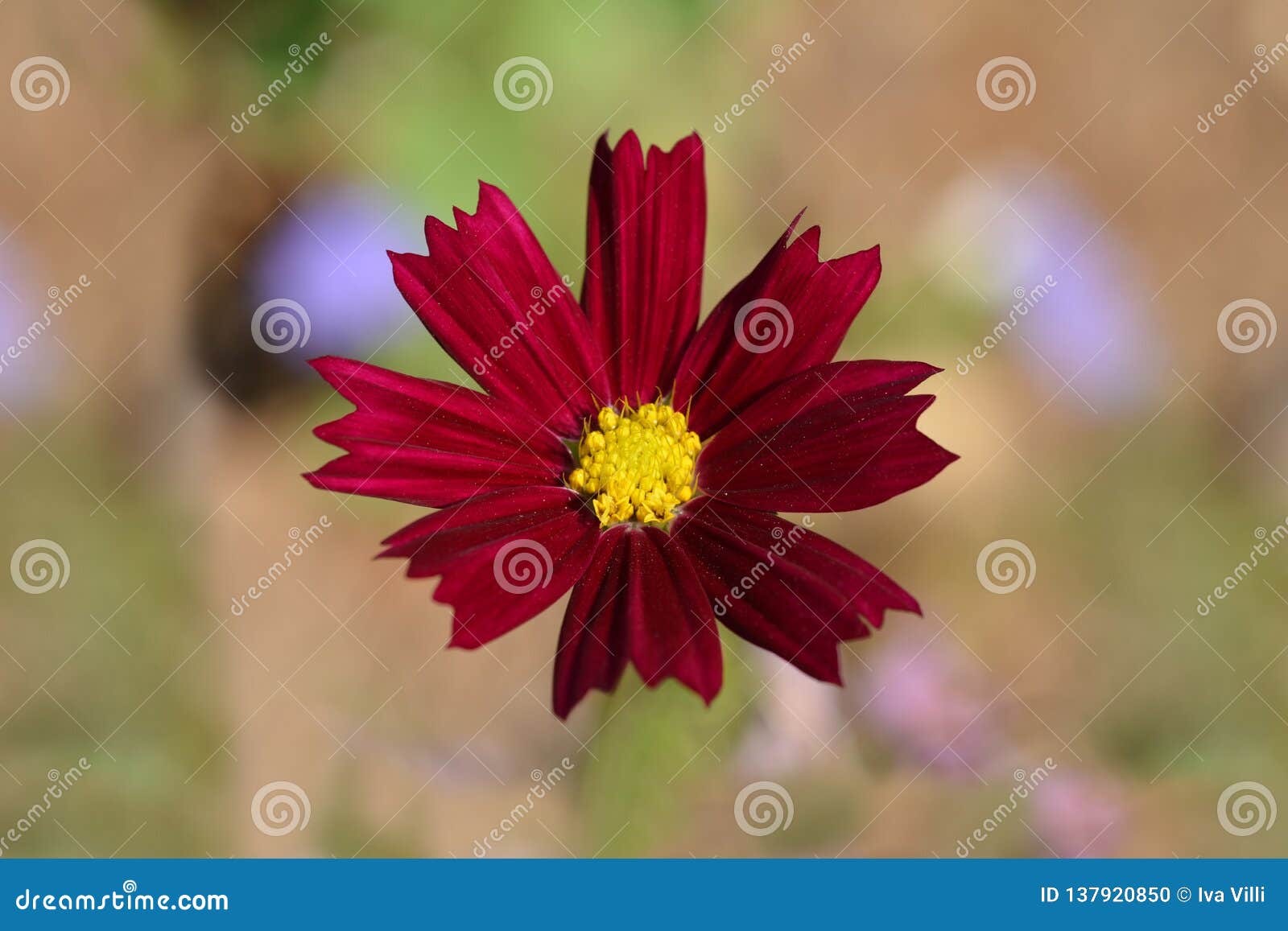 Dark Red Garden Cosmos Stock Photo Image Of Plant Spring 137920850